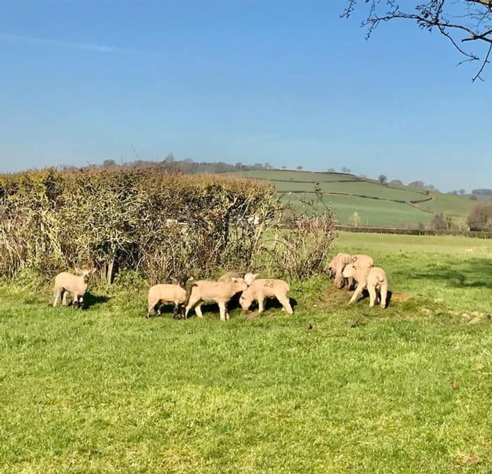 Rural Devon Retreat In Stunning Exe Valley. Exeter Luaran gambar